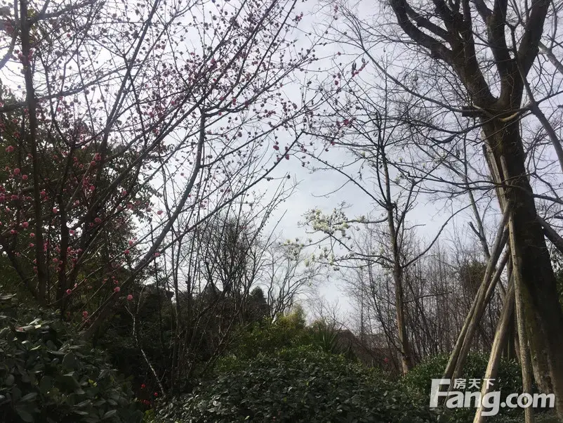 关于华人中生活中低峯时期，守望的信息